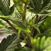 1X Blue Cookies  MSNL