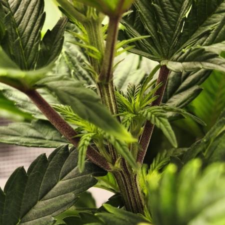 1X Blue Cookies  MSNL