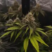 2X Strawberry pop rocks Anesia Seeds