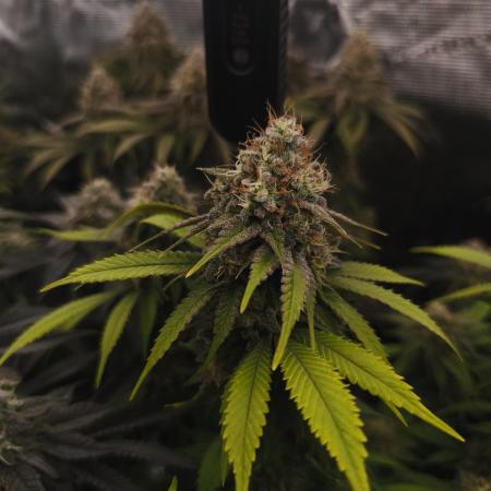 2X Strawberry pop rocks Anesia Seeds