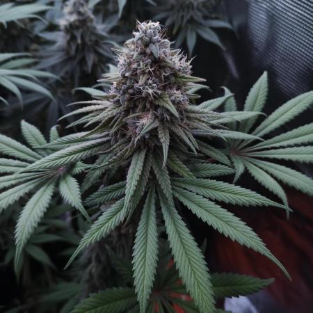 Apple & bananas Kannabia seeds