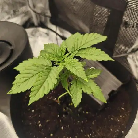 Blue Cookies  MSNL