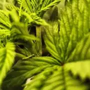 1X Blue Cookies  MSNL