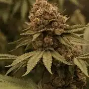 Gary Payton Barney's Farm