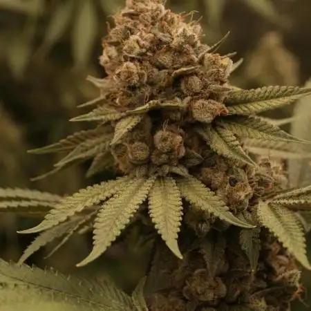 Gary Payton Barney's Farm