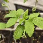 Fryday Boof Anesia Seeds
