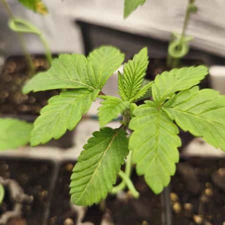 Fryday Boof Anesia Seeds