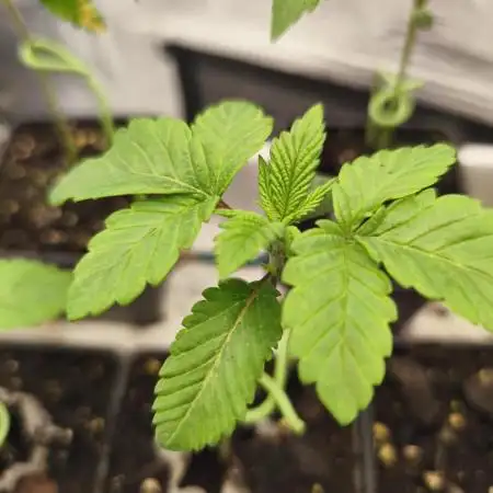 Fryday Boof Anesia Seeds