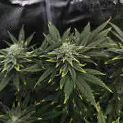 1X Blue Cookies  MSNL