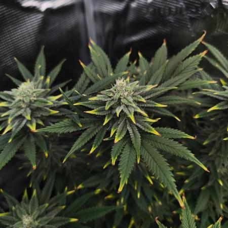 1X Blue Cookies  MSNL