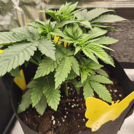 Fryday Boof Anesia Seeds