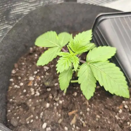 Fryday Boof Anesia Seeds