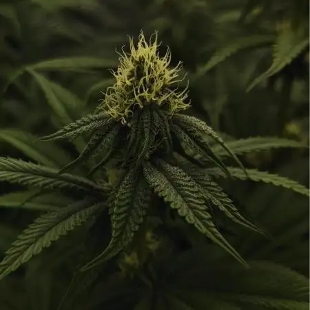 Jelly bean Cocktail  Right hemisphere genetics