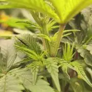 2X Permanent marker MSNL