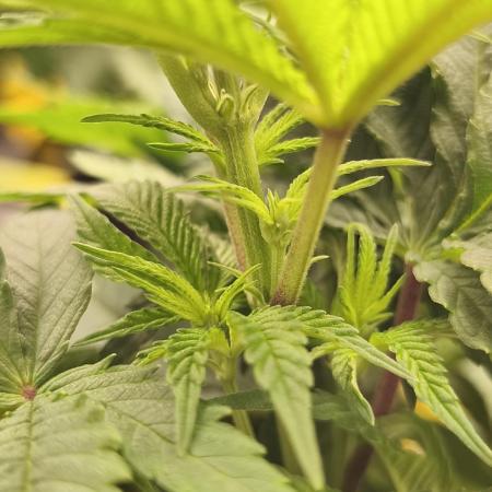 2X Permanent marker MSNL