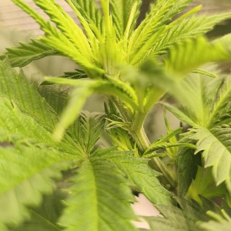 2X Strawberry pop rocks Anesia Seeds