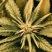 2X Strawberry pop rocks Anesia Seeds