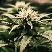 2X Permanent marker MSNL