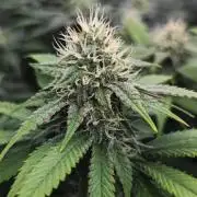 2X Strawberry pop rocks Anesia Seeds