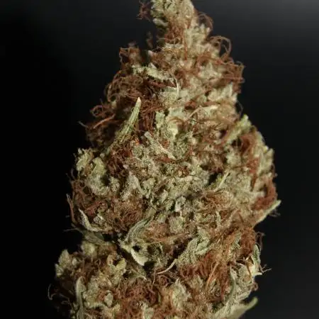 RS11 Kannabia seeds