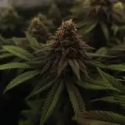 2X Permanent marker MSNL