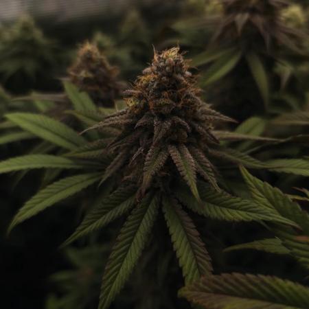 2X Permanent marker MSNL