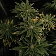 1X Blue Cookies  MSNL