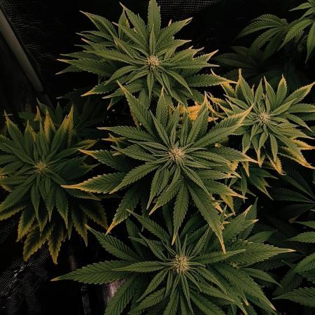 1X Blue Cookies  MSNL