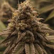 2X Permanent marker MSNL