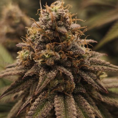 2X Permanent marker MSNL