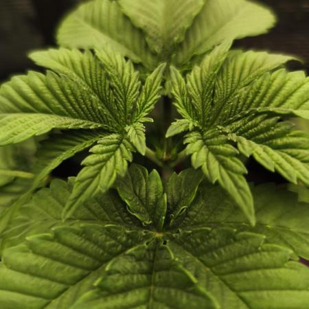 Fryday Boof Anesia Seeds