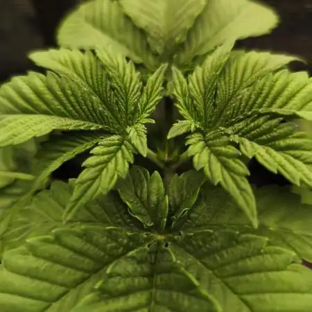 Fryday Boof Anesia Seeds