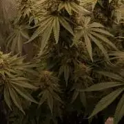 Punch Pie RQS X TYSON