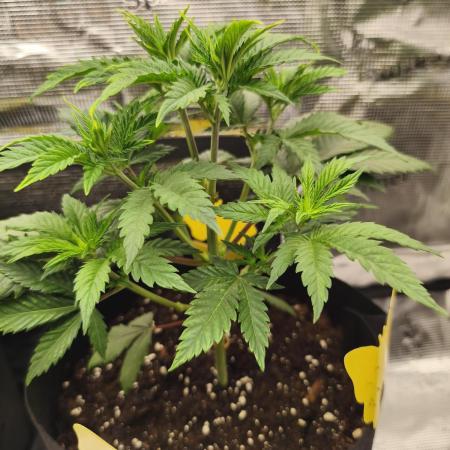 Strawberry pop rocks Anesia Seeds