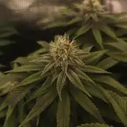 2X Permanent marker MSNL