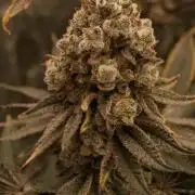 Jelly bean Cocktail  DOM 1th place