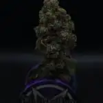 Jelly bean Cocktail  DOM 1th place