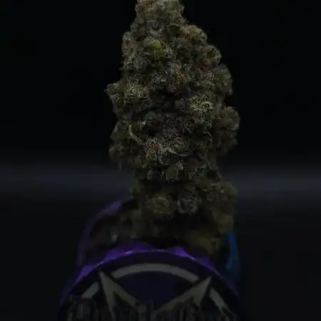 Jelly bean Cocktail  DOM 1th place