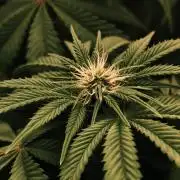 2x Fryday Boof Anesia Seeds