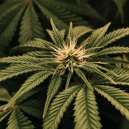 2x Fryday Boof Anesia Seeds