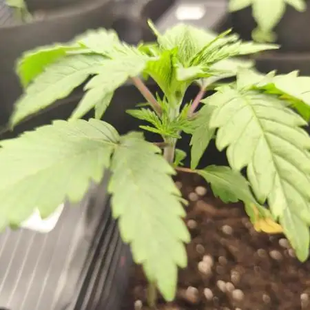 Strawberry pop rocks Anesia Seeds