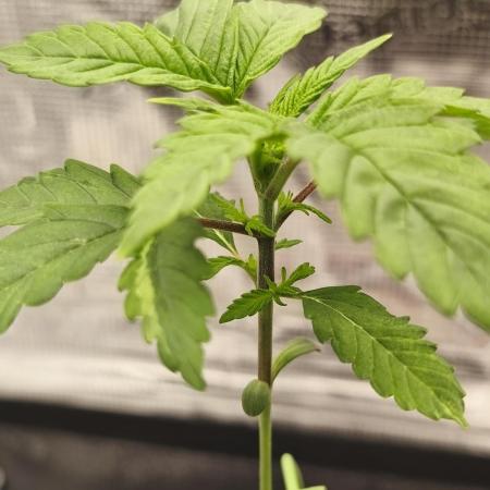 Blue Cookies  MSNL