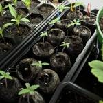 Automated Grow 2023