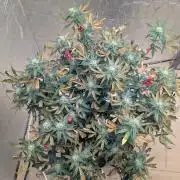 fast buds purple lemonade
