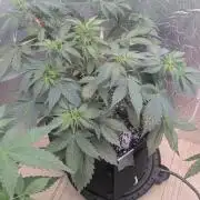 fast buds purple lemonade