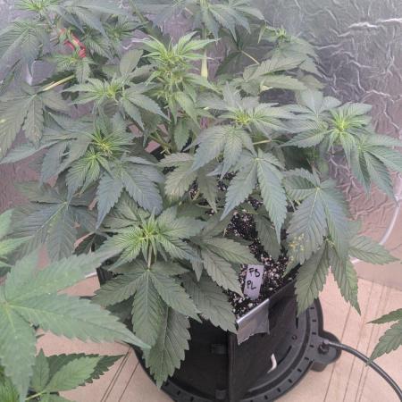 fast buds purple lemonade