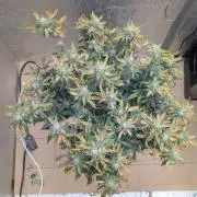 fast buds purple lemonade