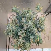 fast buds purple lemonade