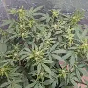 random #1