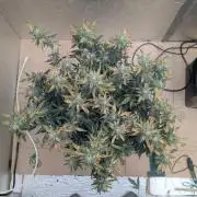 fast buds purple lemonade